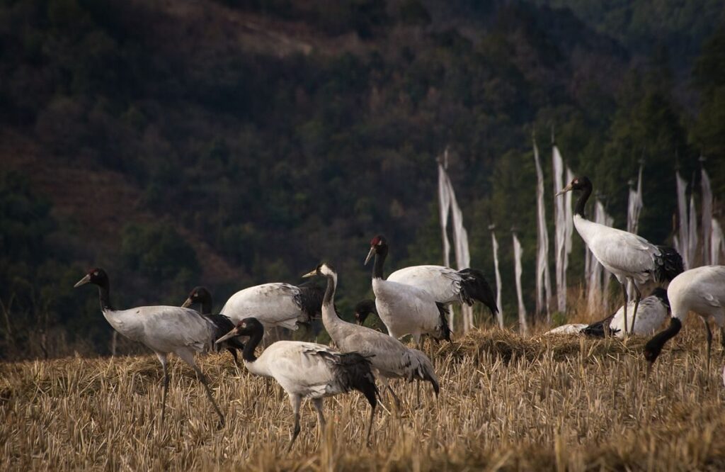 Black-necked cranes feeding in winter grassland, the birds that winter in Phobjikha