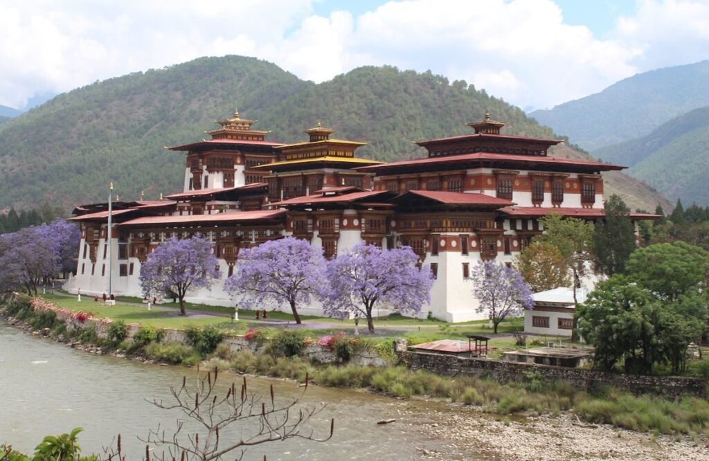 Punakha Dzong behind jacaranda trees in bloom