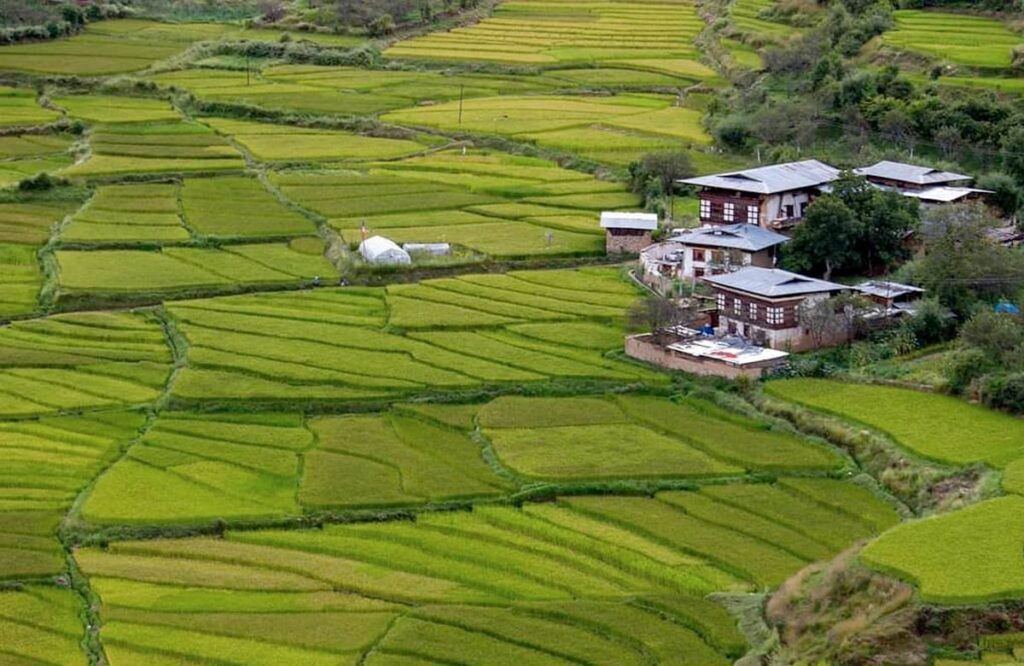 Bright green terraced rice fields with traditional farmhouses scattered among them