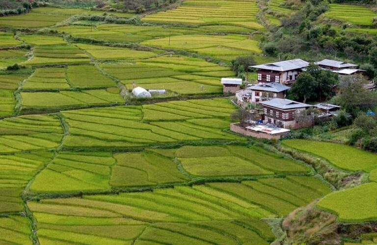 Bright green terraced rice fields with traditional farmhouses scattered among them